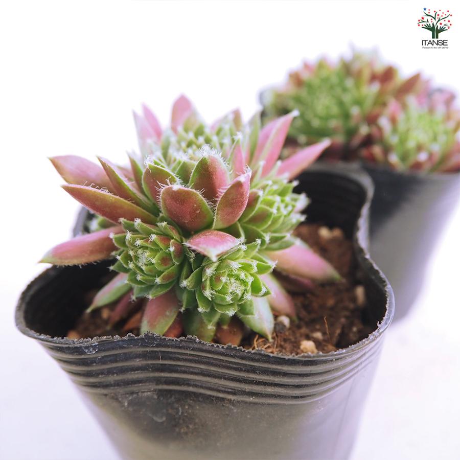 センペルビウム レグニ 多肉植物 3号/1個売り 多肉 観葉植物 観葉