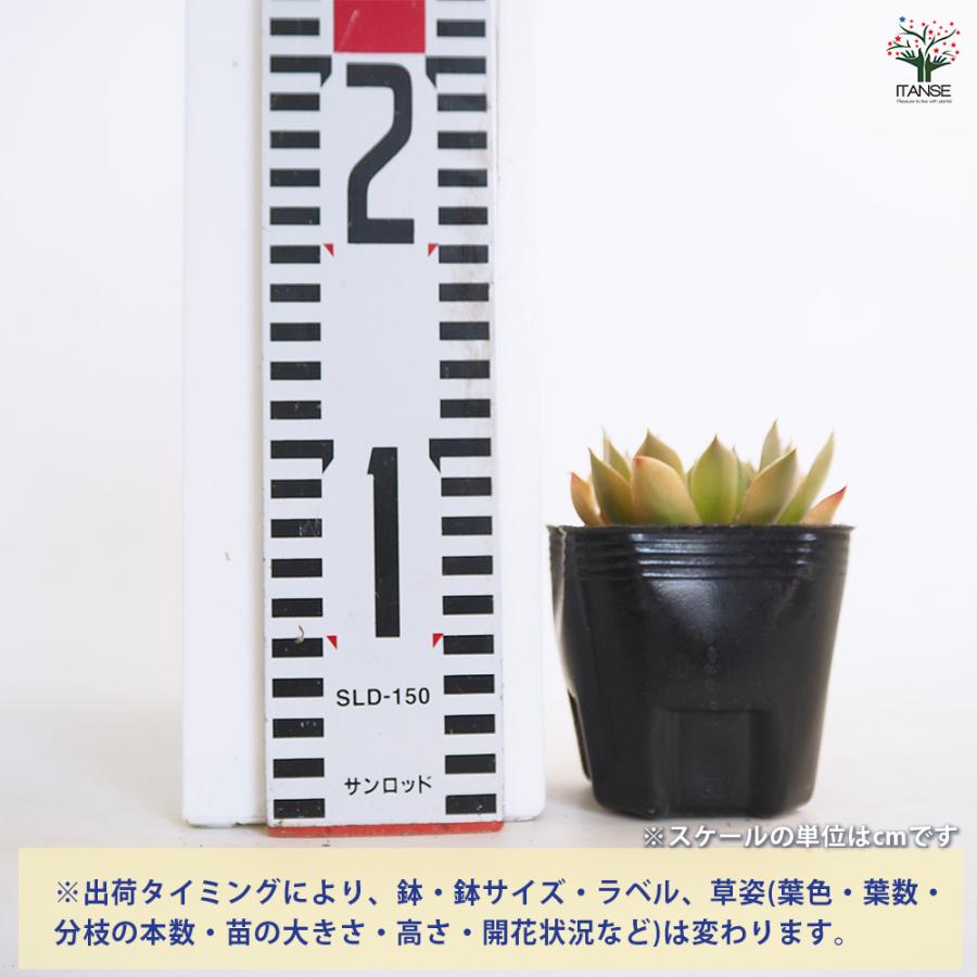 センペルビウム ジェロナ 多肉植物 3号/1個売り 多肉 観葉植物 観葉