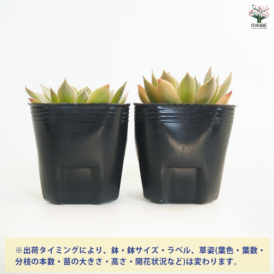 センペルビウム ジェロナ 多肉植物 3号/1個売り 多肉 観葉植物 観葉