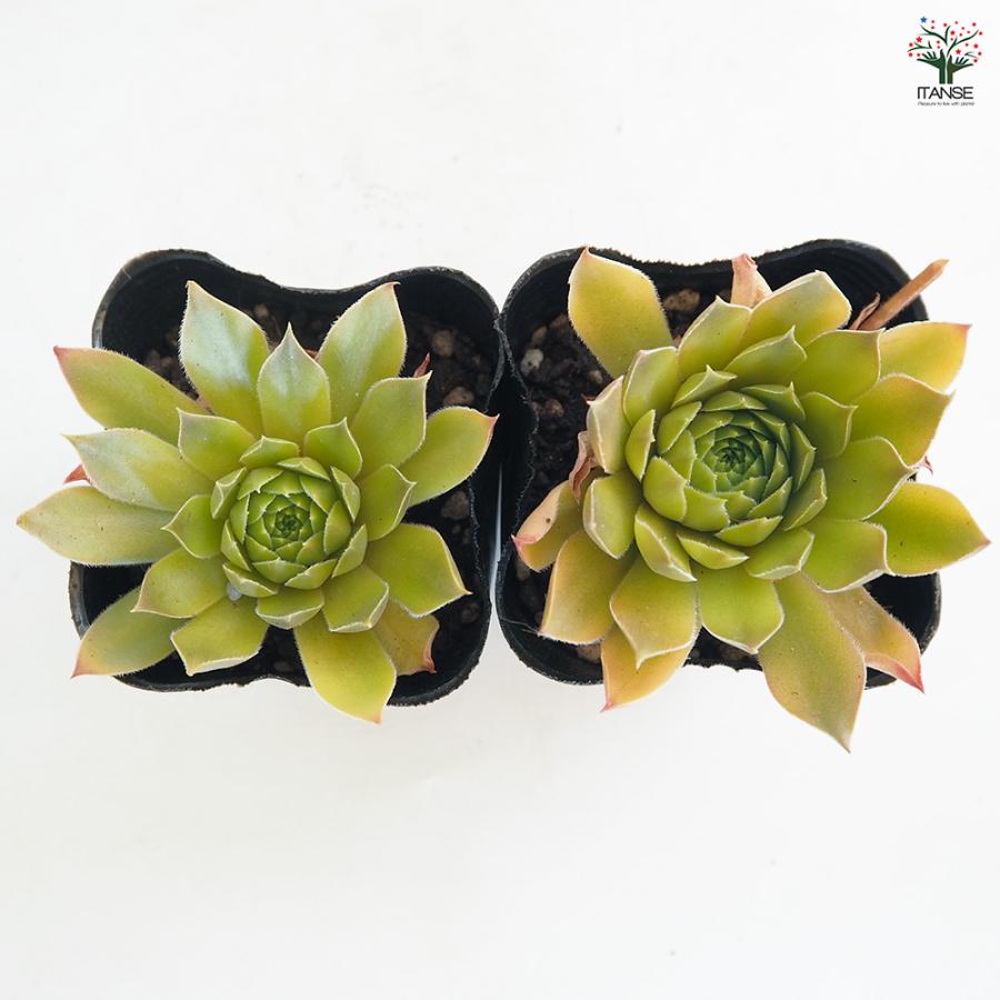 センペルビウム ジェロナ 多肉植物 3号/1個売り 多肉 観葉植物 観葉
