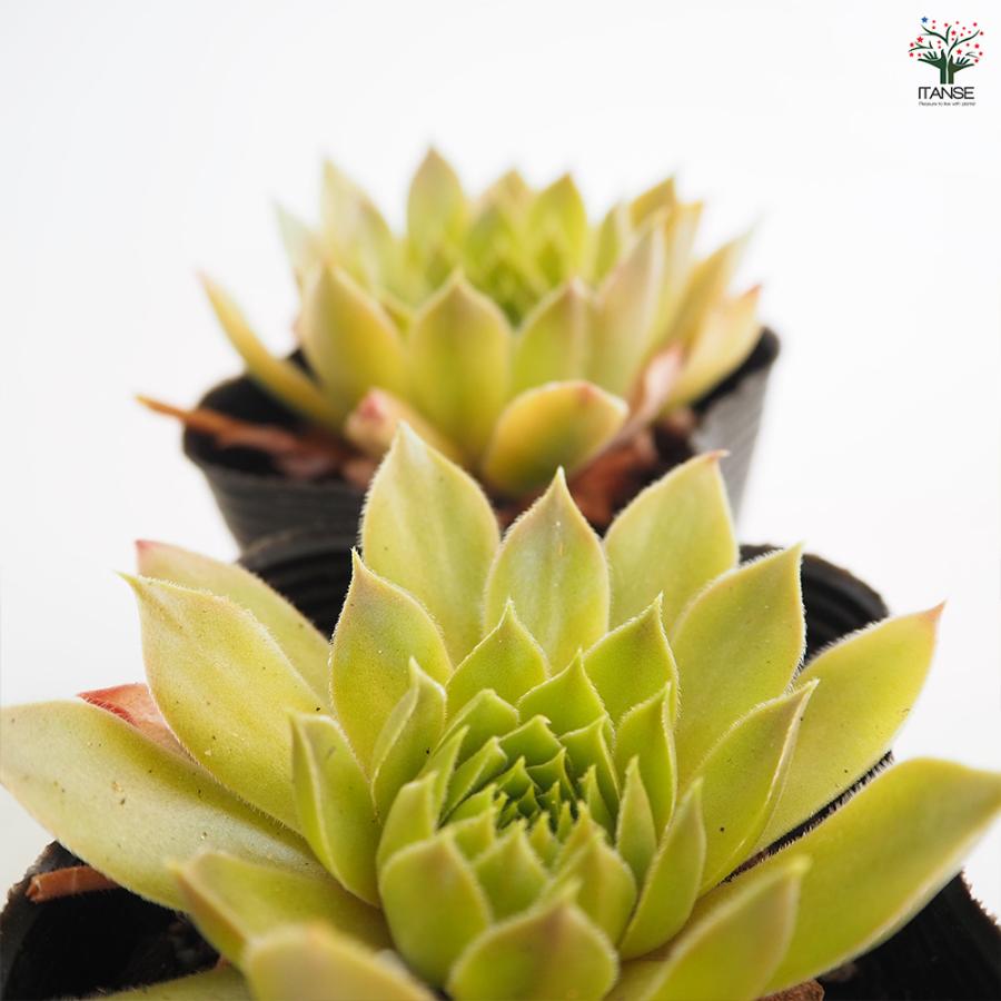センペルビウム ジェロナ 多肉植物 3号/1個売り 多肉 観葉植物 観葉
