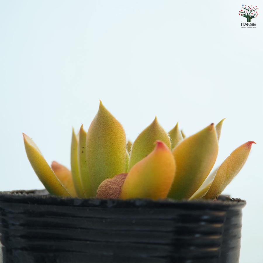 センペルビウム ジェロナ 多肉植物 3号/1個売り 多肉 観葉植物 観葉