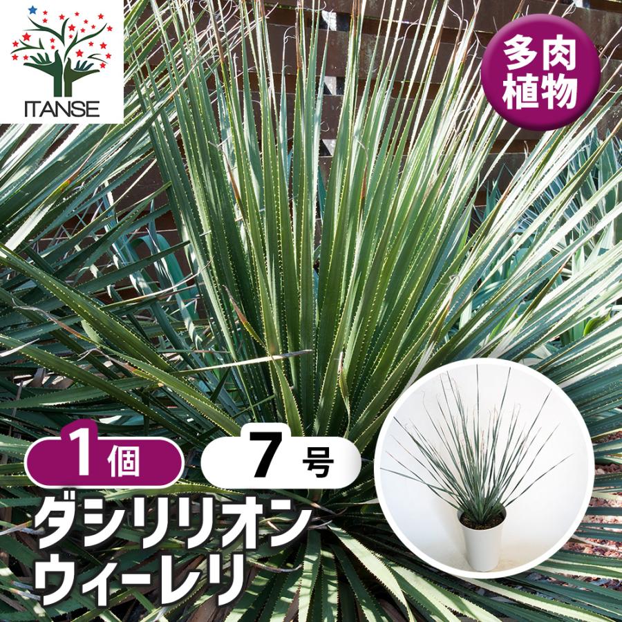 ダシリリオン ウィーレリ 多肉植物 7号/1個売り 観葉植物