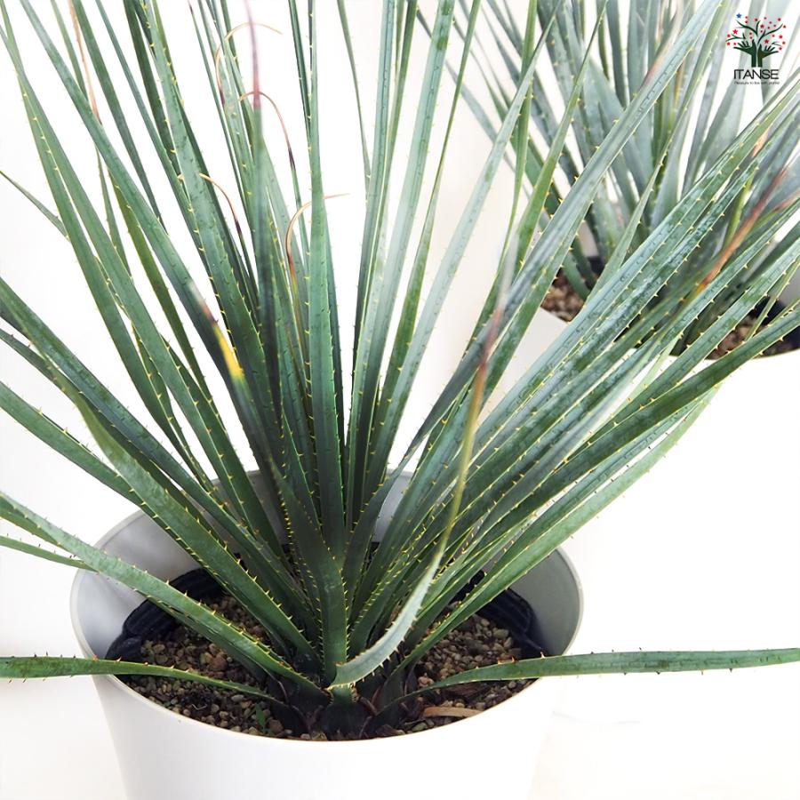 ダシリリオン ウィーレリ 多肉植物 7号/1個売り 観葉植物
