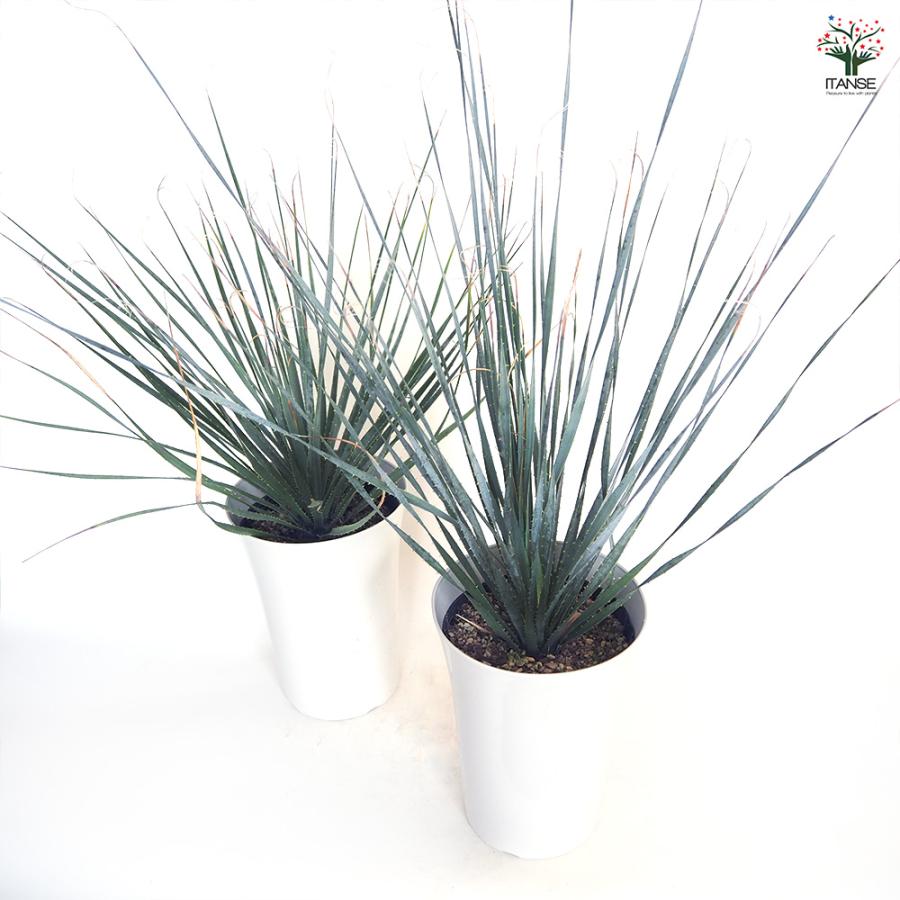 ダシリリオン ウィーレリ 多肉植物 7号/1個売り 観葉植物 