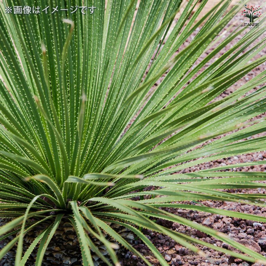 ダシリリオン ウィーレリ 多肉植物 7号/1個売り 観葉植物 