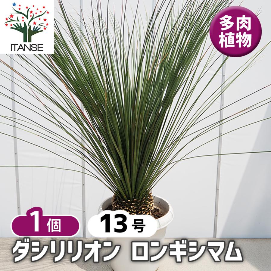 ダシリリオン ロンギッシマム 多肉植物 13号/1個売り 観葉植物