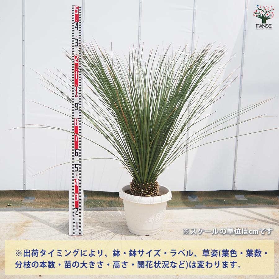 ダシリリオン ロンギッシマム 多肉植物 13号/1個売り 観葉植物 