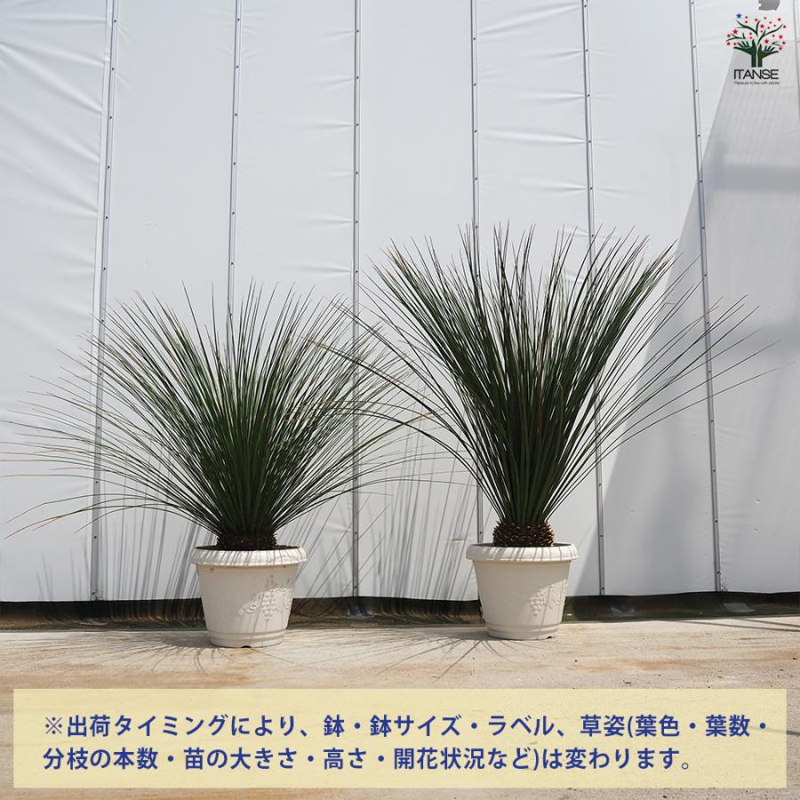 ダシリリオン ロンギッシマム 多肉植物 13号/1個売り 観葉植物