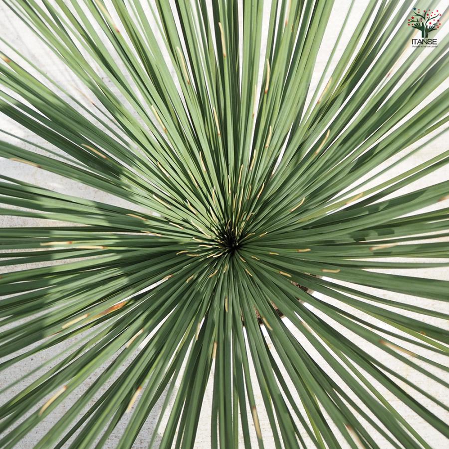 ダシリリオン ロンギッシマム 多肉植物 13号/1個売り 観葉植物 