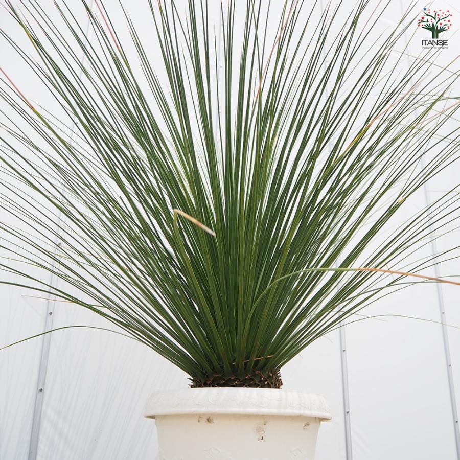 ダシリリオン ロンギッシマム 多肉植物 13号/1個売り 観葉植物