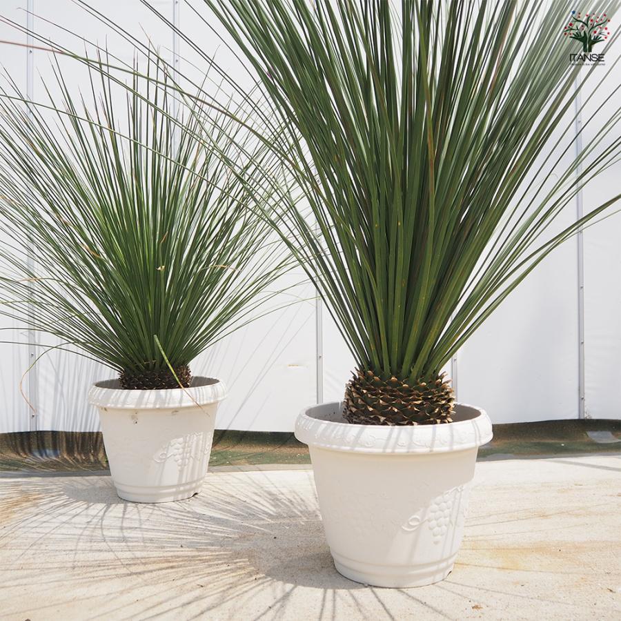 ダシリリオン ロンギッシマム 多肉植物 13号/1個売り 観葉植物
