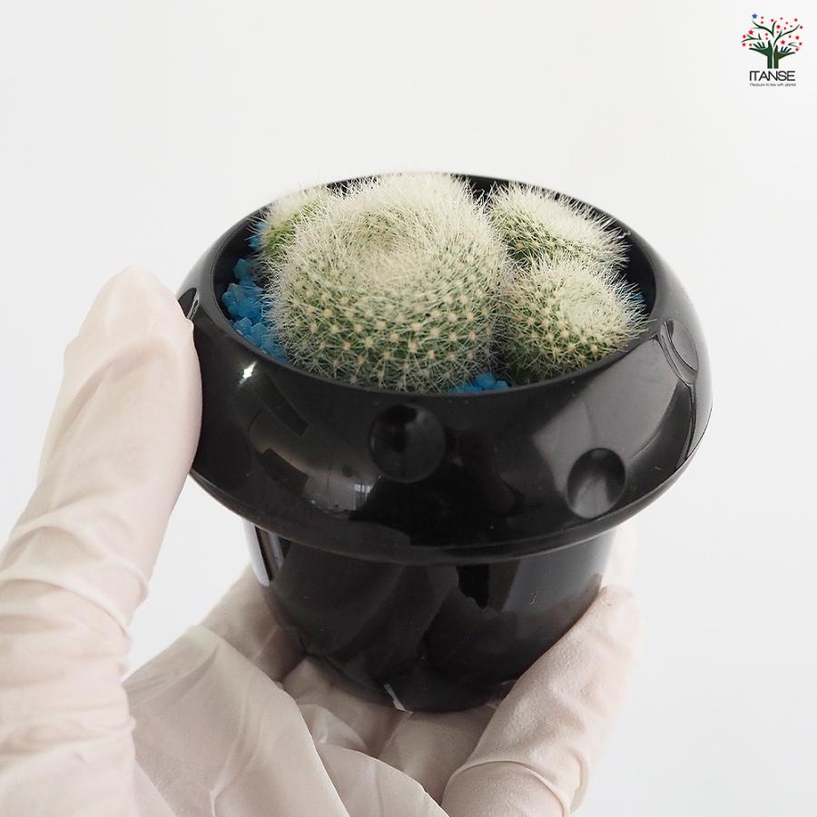 サボテン ぼくの肉きゅう 多肉植物 2.5号/1個売り さぼてん 仙人掌