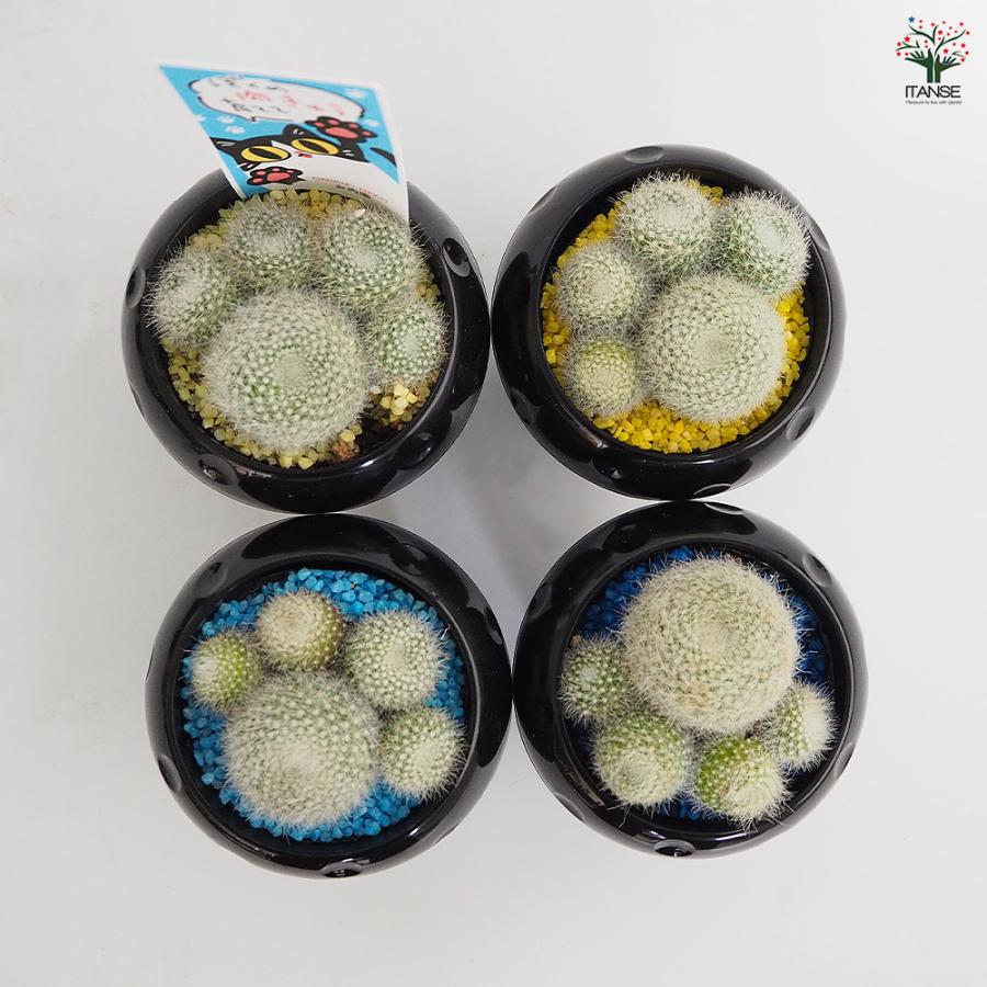 サボテン ぼくの肉きゅう 多肉植物 2.5号/1個売り さぼてん 仙人掌