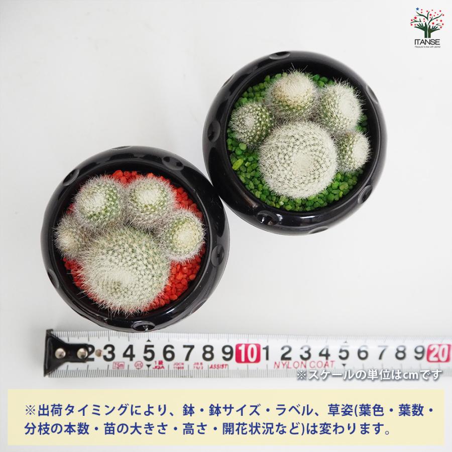 サボテン ぼくの肉きゅう 多肉植物 2.5号/お買い得2個セット さぼてん