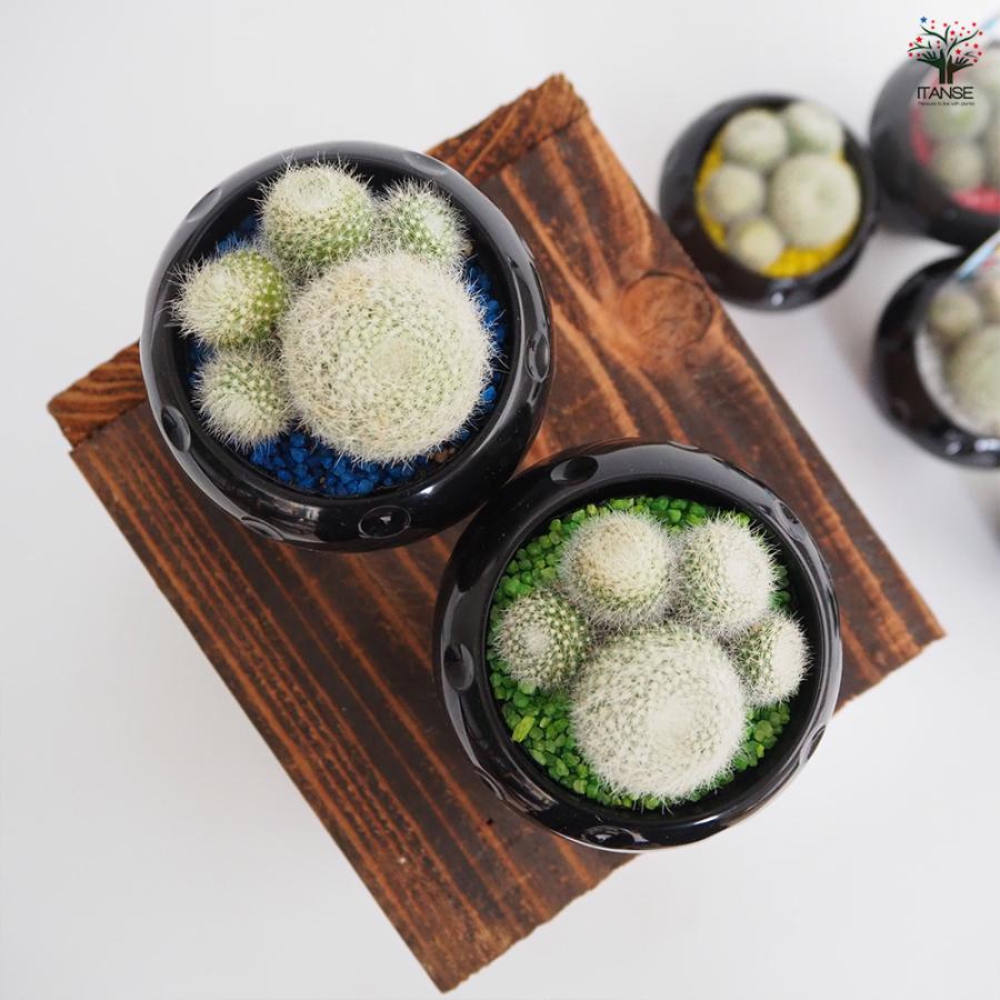 サボテン ぼくの肉きゅう 多肉植物 2.5号/お買い得2個セット さぼてん