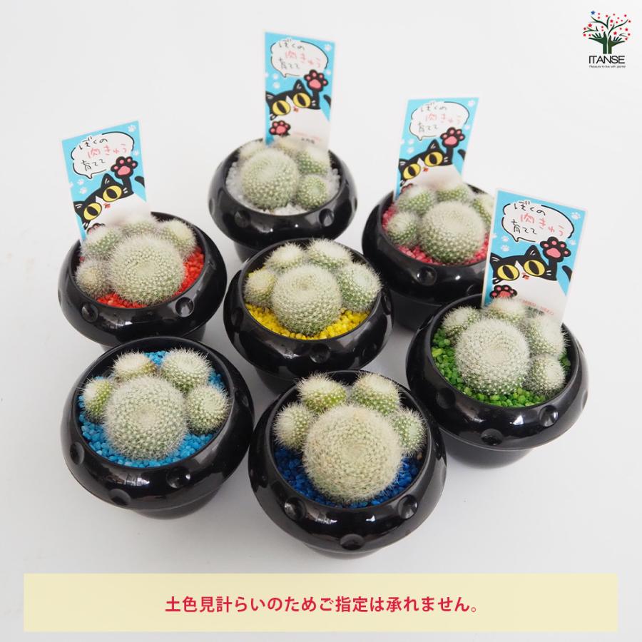 サボテン ぼくの肉きゅう 多肉植物 2.5号/お買い得4個セット さぼてん