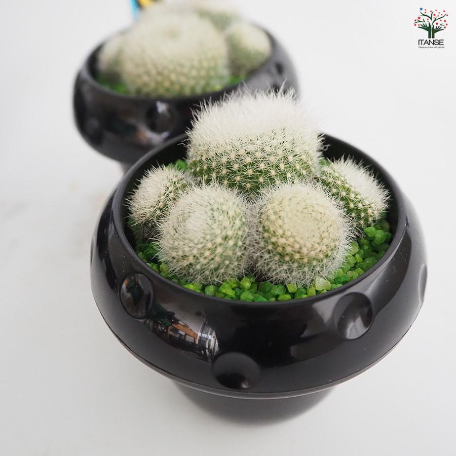 サボテン ぼくの肉きゅう 多肉植物 2.5号/お買い得4個セット さぼてん