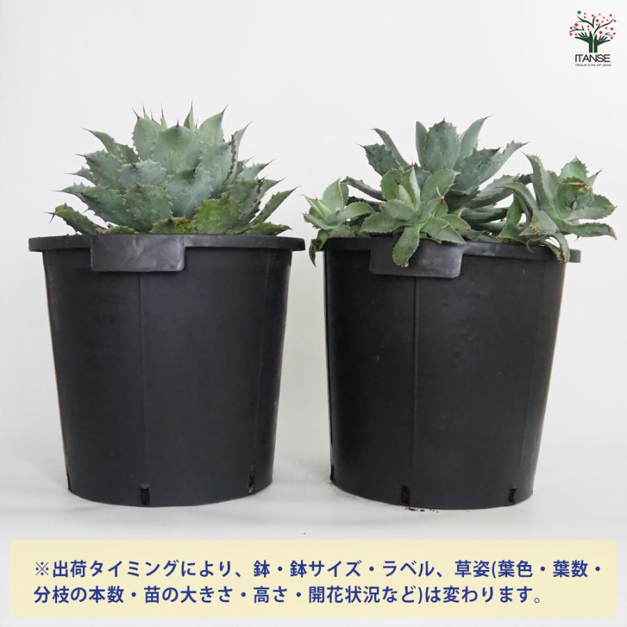 【4号、5号サイズ (2セット)】15点セット 全5種 植木鉢 アガベ 多肉植物 4号、5号サイズ (2セット)】15点セット 全5種 植木鉢 アガベ 多肉植物