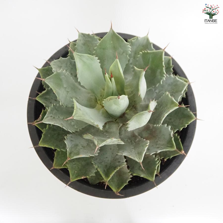 アガベ 雷神 多肉植物 12号/1個売り リビング オフィス 事務所