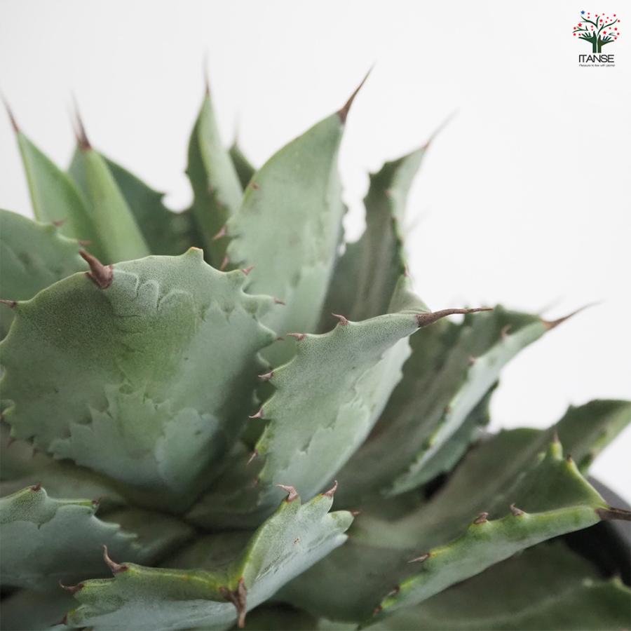 アガベ 雷神 多肉植物 12号/1個売り リビング オフィス 事務所