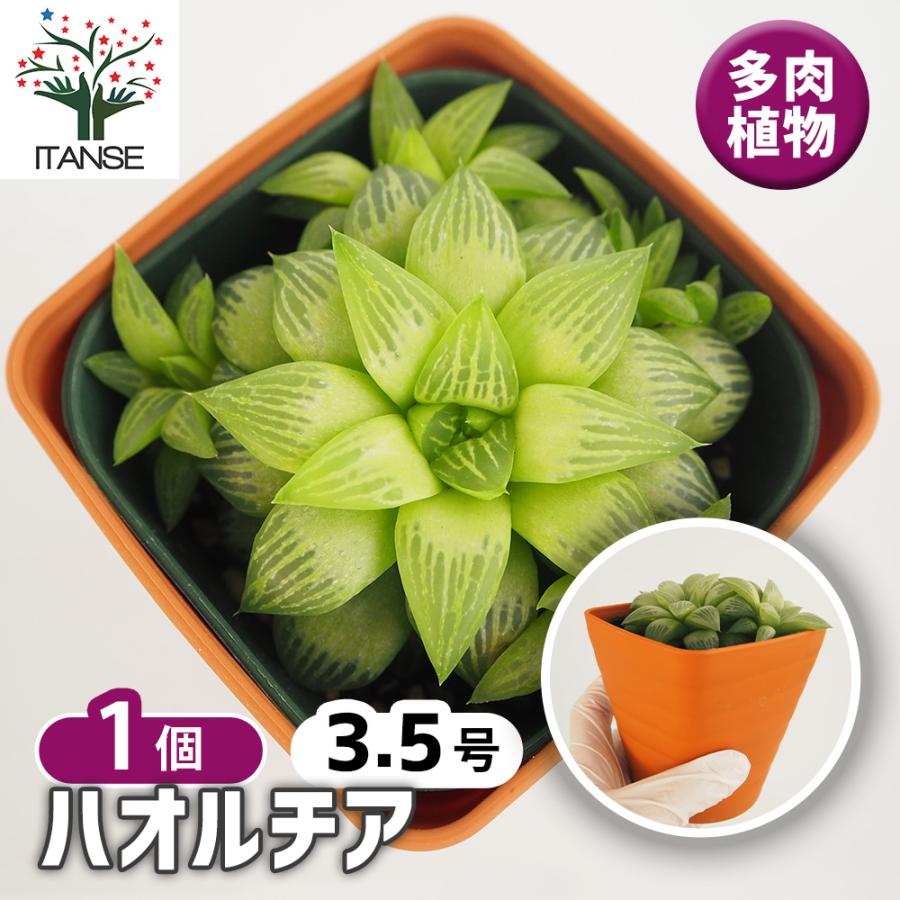 ハオルチア 品種不明A 多肉植物 3.5号/1個売り ハオルチア属 ハオルシア 観葉植物 ギフト 贈り物（Yahoo!・野菜苗・植物・青果物販売のITANSE）