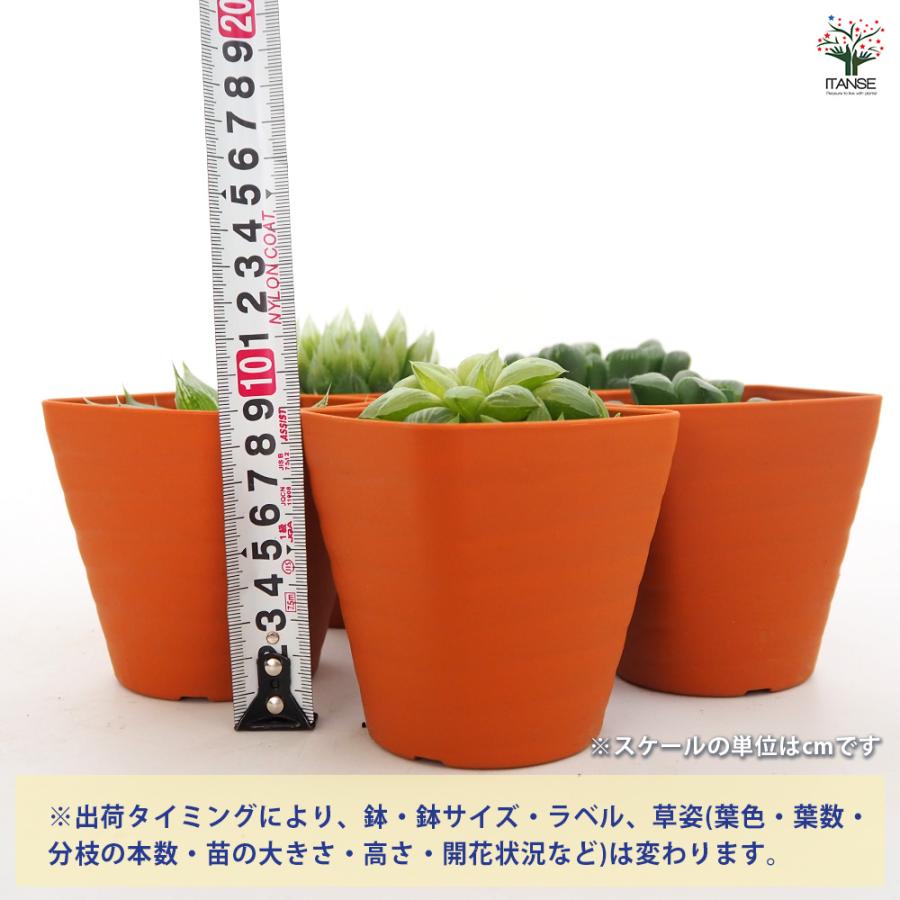 【匿名配送】鉢植え　群生　ハオルチア　斑入り　子株付　観葉植物　レア植物 ハオルチア 品種不明A 多肉植物 3.5号/1個売り ハオルチア属