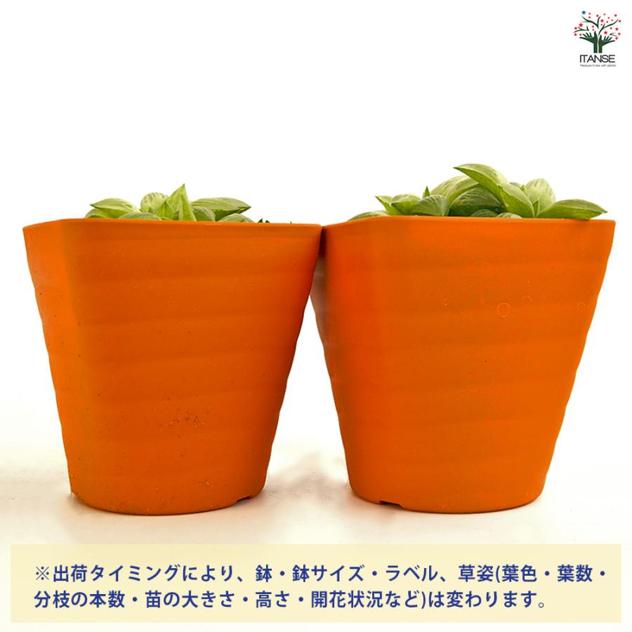ハオルチア 品種不明A 多肉植物 3.5号/1個売り ハオルチア属