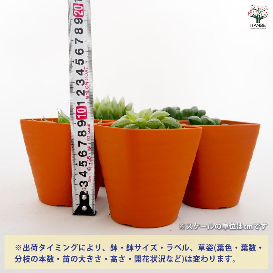 ハオルチア 品種不明B 多肉植物 3.5号/1個売り ハオルチア属