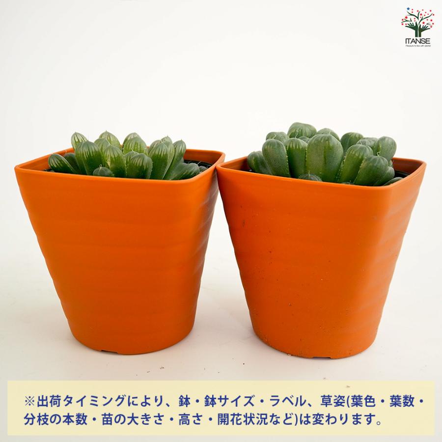 ハオルチア 品種不明B 多肉植物 3.5号/1個売り ハオルチア属