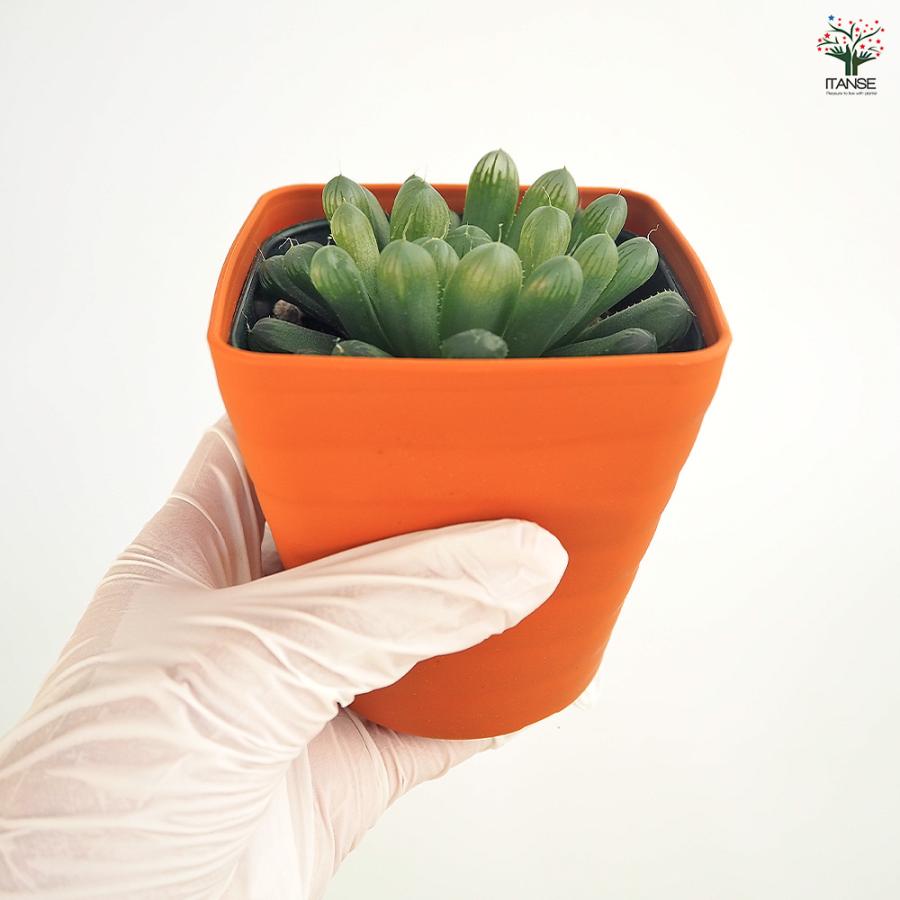ハオルチア 品種不明B 多肉植物 3.5号/1個売り ハオルチア属