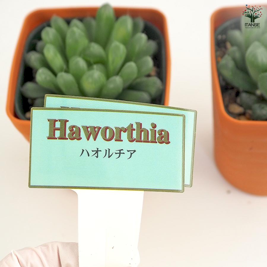ハオルチア 品種不明B 多肉植物 3.5号/1個売り ハオルチア属