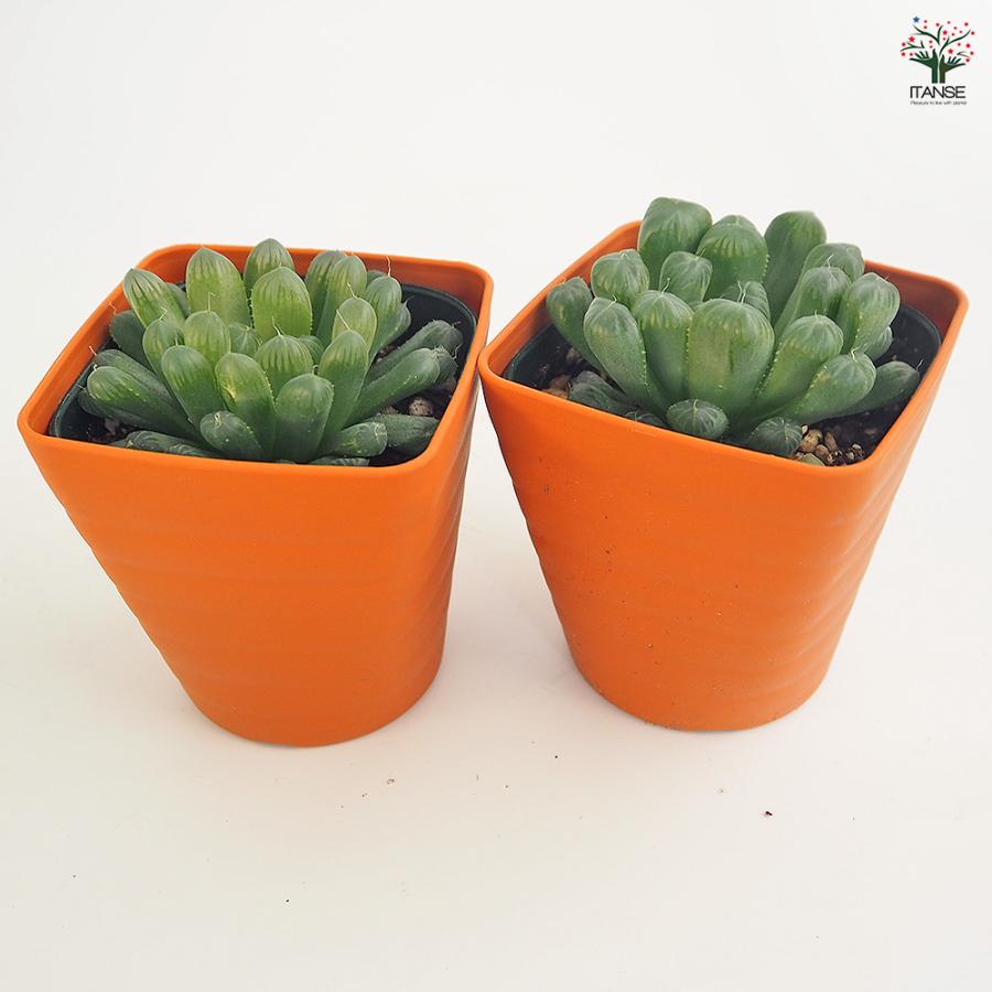 ハオルチア 品種不明B 多肉植物 3.5号/1個売り ハオルチア属