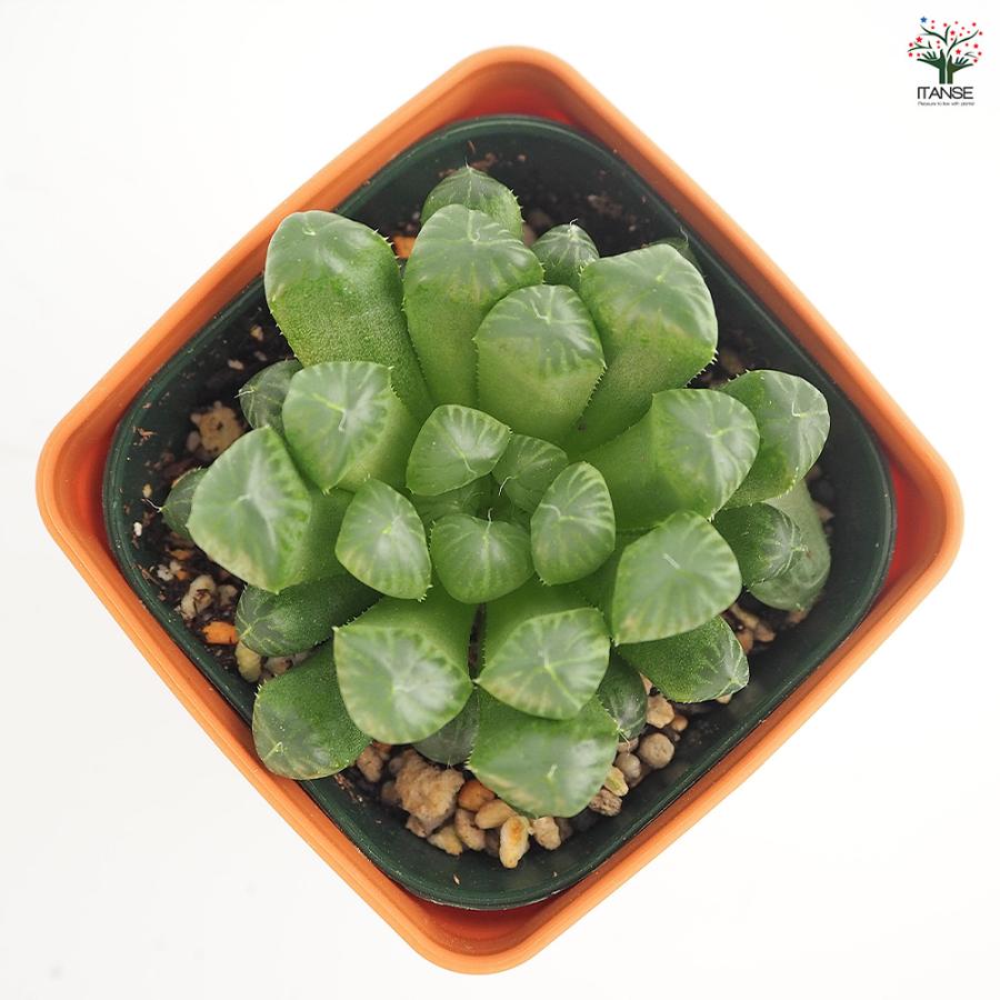 ハオルチア 品種不明B 多肉植物 3.5号/お買い得2個セット ハオルチア属