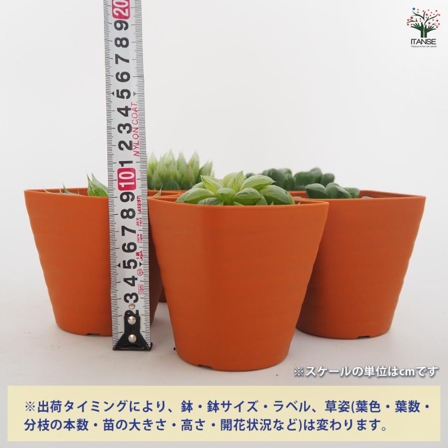 ハオルチア ホワイトゴースト 多肉植物 3.5号/1個売り ハオルチア属