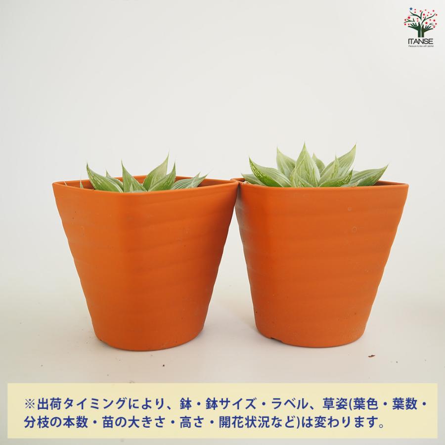 ハオルチア ホワイトゴースト 多肉植物 3.5号/1個売り ハオルチア属