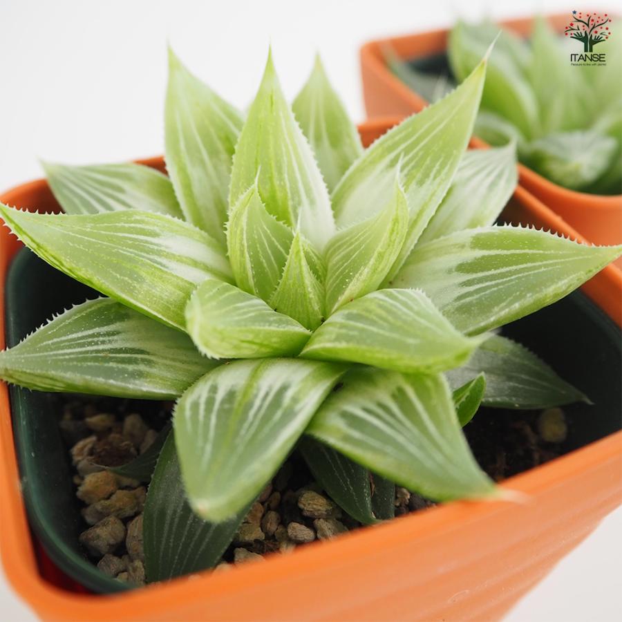 ハオルチア ホワイトゴースト 多肉植物 3.5号/1個売り ハオルチア属