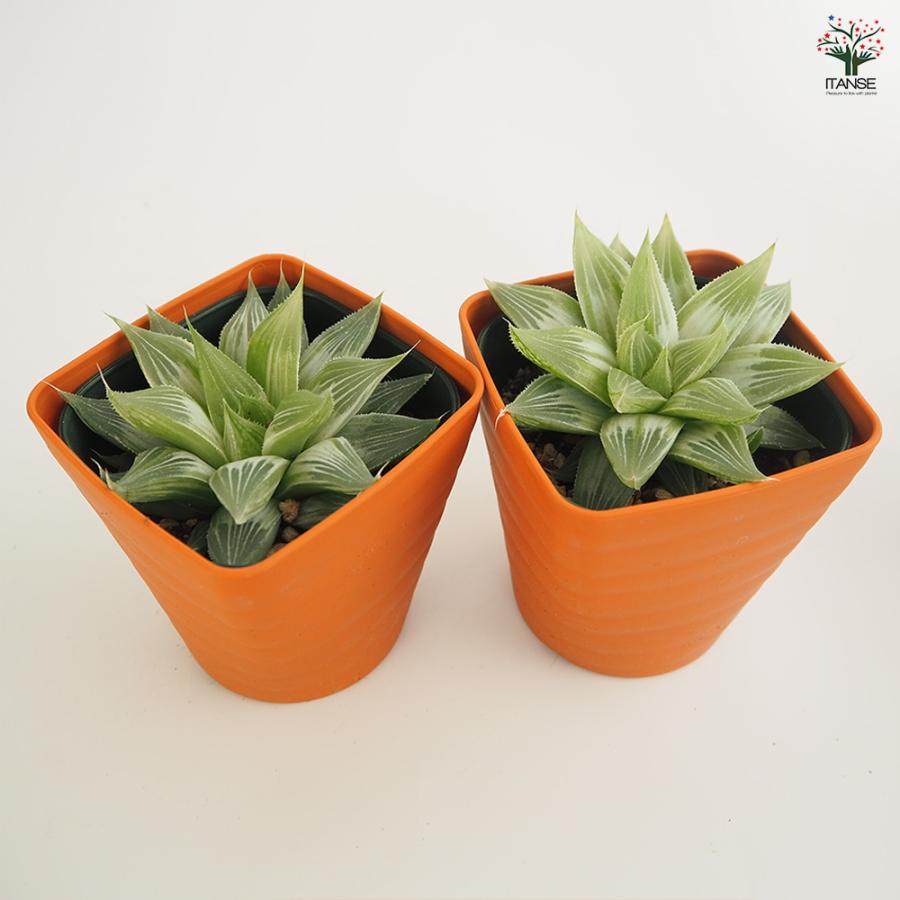 ハオルチア ホワイトゴースト 多肉植物 3.5号/1個売り ハオルチア属