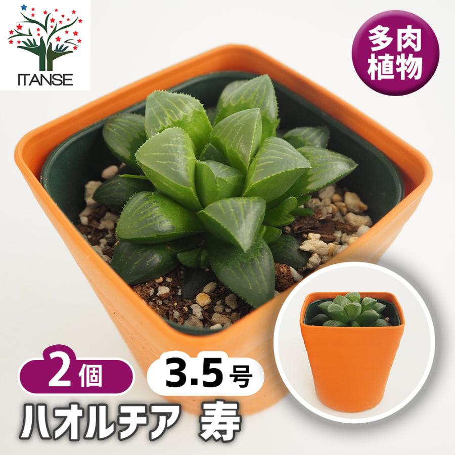 ハオルチア 寿 多肉植物 3.5号/お買い得2個セット ハオルチア属