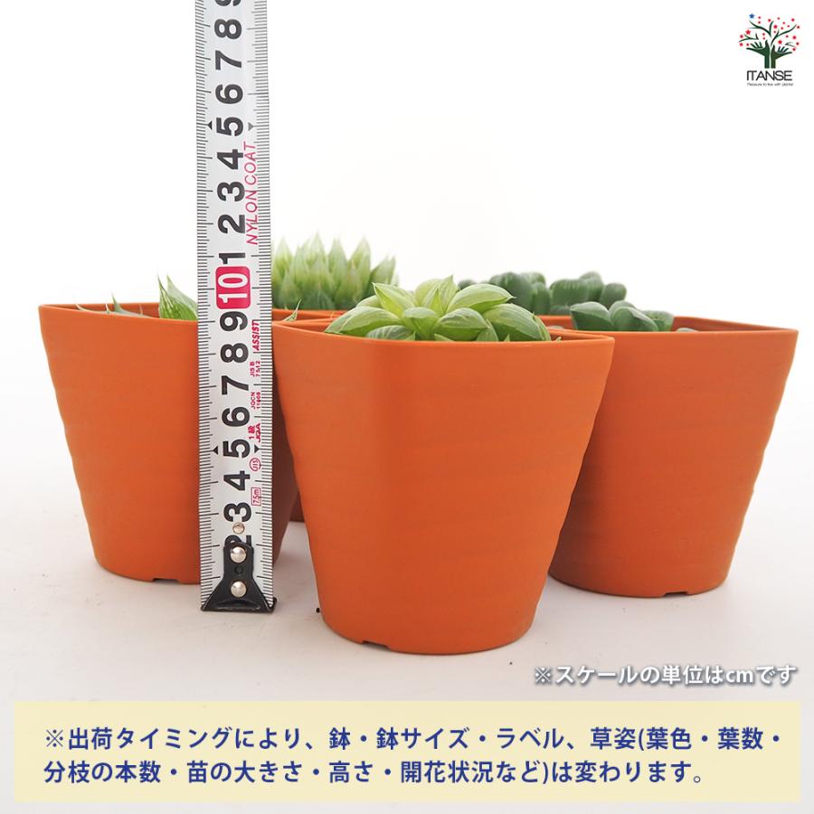ハオルチア 寿 多肉植物 3.5号/お買い得2個セット ハオルチア属