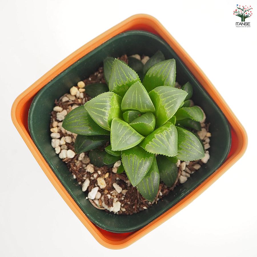 ハオルチア 寿 多肉植物 3.5号/お買い得2個セット ハオルチア属
