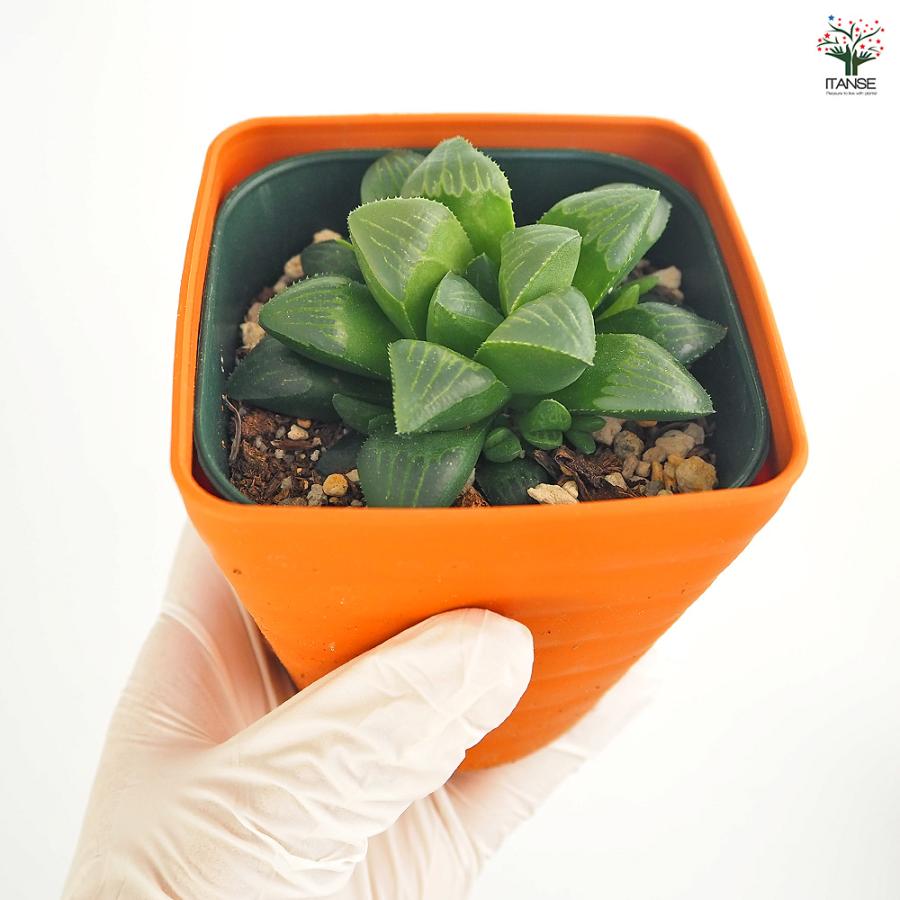 ハオルチア 寿 多肉植物 3.5号/お買い得2個セット ハオルチア属