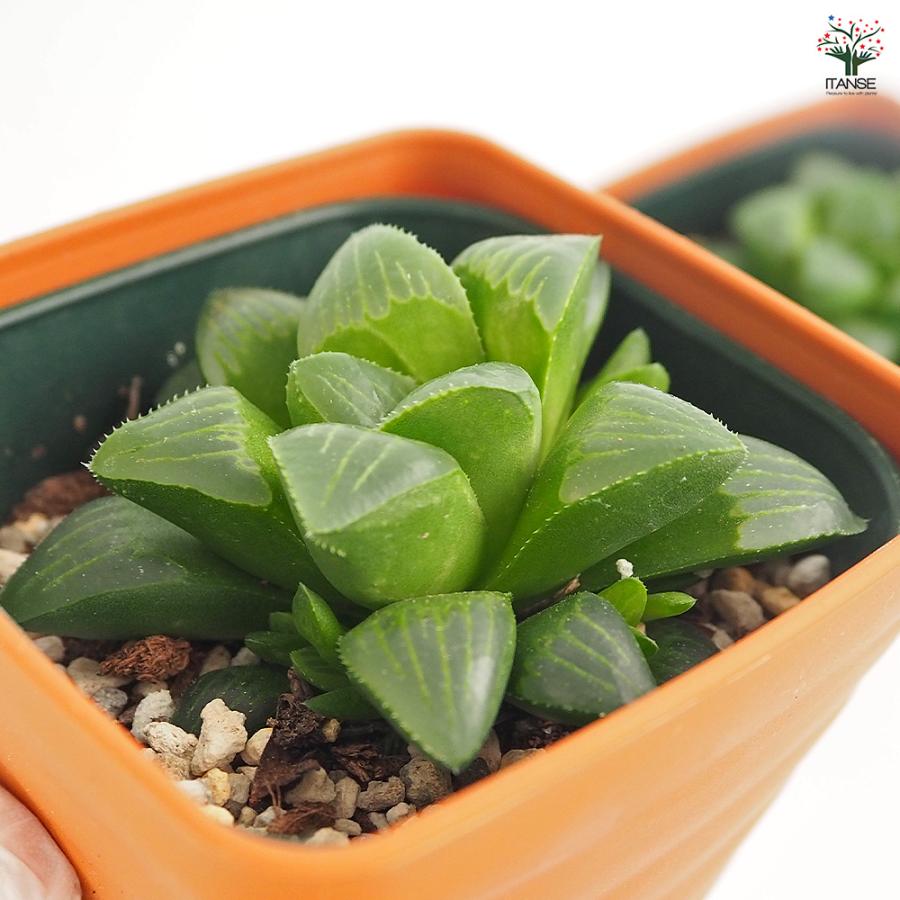 ハオルチア 寿 多肉植物 3.5号/お買い得2個セット ハオルチア属