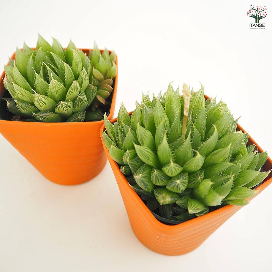 ハオルチア 青雲の舞 多肉植物 3.5号/1個売り ハオルチア属 ハオルシア