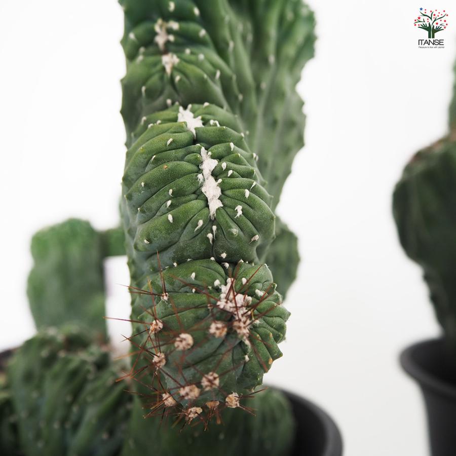 柱サボテン 竜神木綴化 多肉植物 4号/1個売り 観葉植物 鬼面角 鬼面閣