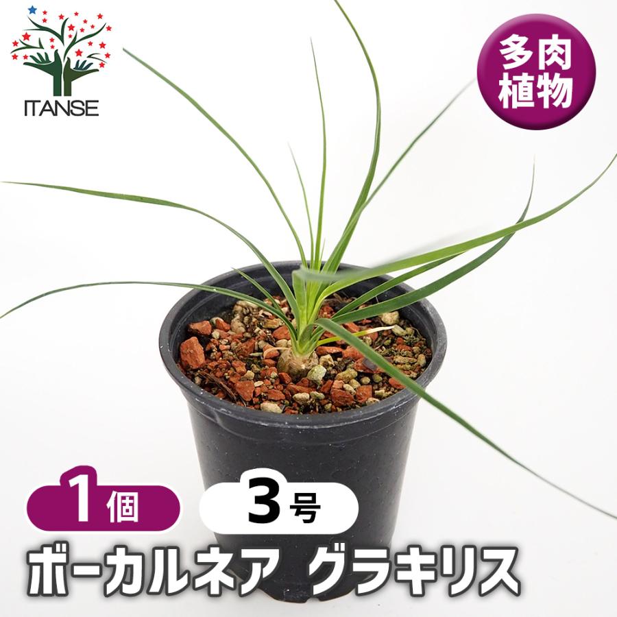 グラキリス現地球　塊根植物　鉢ごと ボーカルネア グラキリス 多肉植物 3号/1個売り 塊根植物