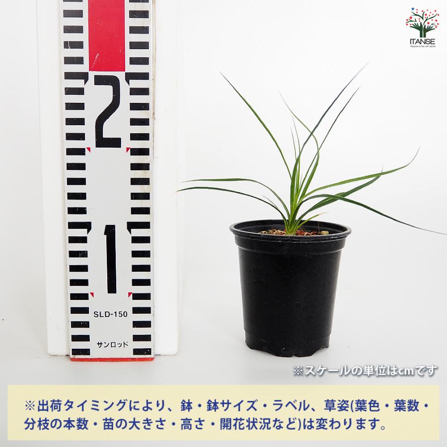 ボーカルネア グラキリス 多肉植物 3号/1個売り 塊根植物