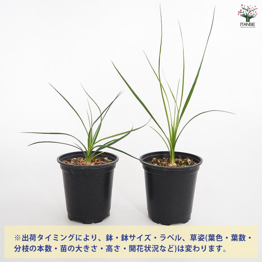 ボーカルネア グラキリス 多肉植物 3号/1個売り 塊根植物
