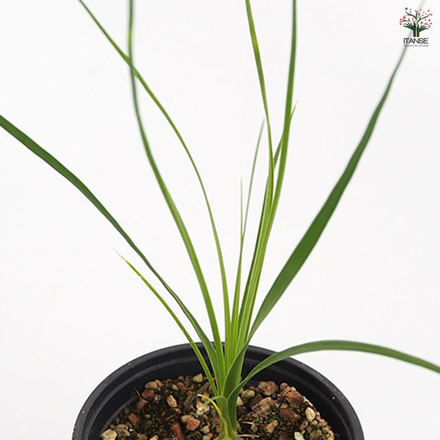 ボーカルネア グラキリス 多肉植物 3号/1個売り 塊根植物