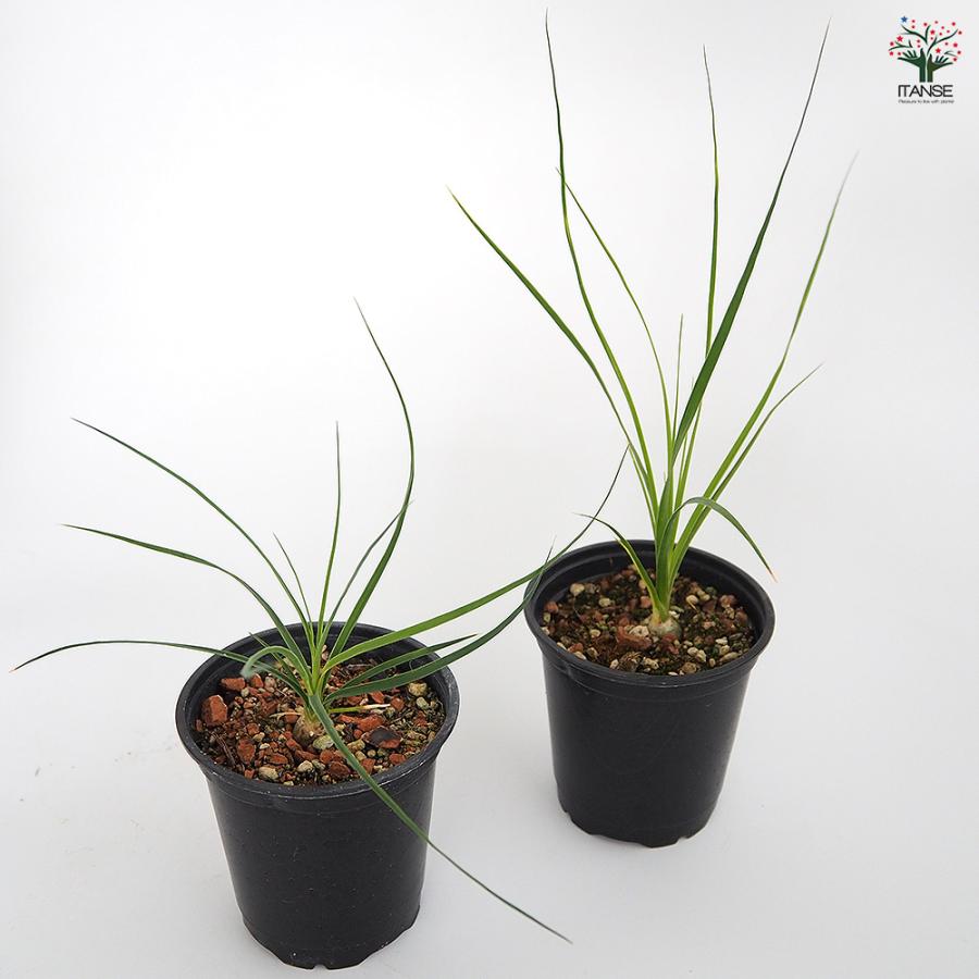 ボーカルネア グラキリス 多肉植物 3号/1個売り 塊根植物